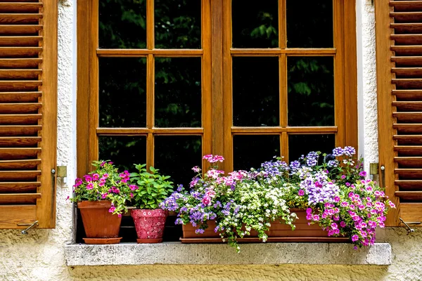 Λουλούδια σε ένα παράθυρο — Φωτογραφία Αρχείου