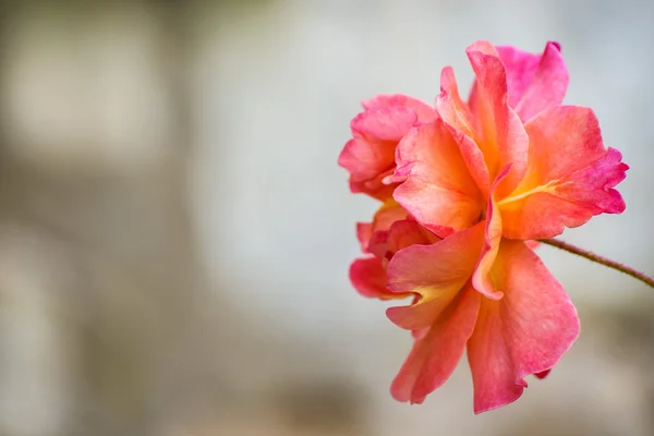 Rose avec fond gris flou — Photo