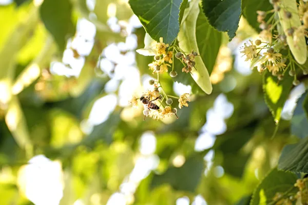 Lime-tree blossom with bee — Stock Photo, Image