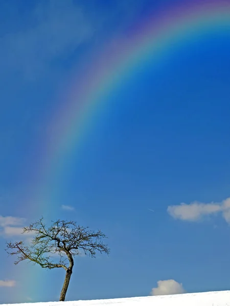 Tree with rainbow in wintertime — Stock Photo, Image