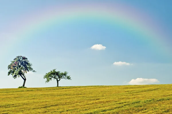 Árboles con arco iris — Foto de Stock