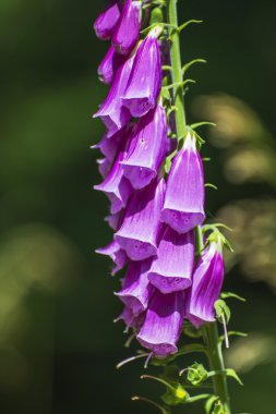 Mor yüksükotu, Digitalis purpurea