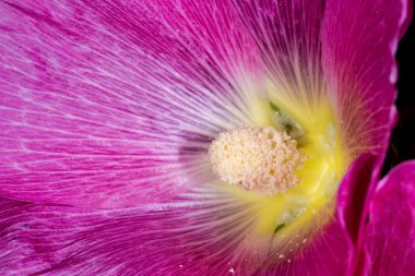 ebegümeci, yağmur damlaları ile şifalı bitki