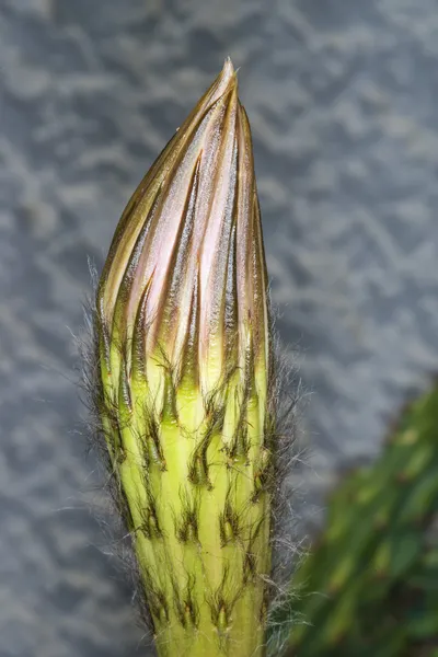 Makro av en kaktus Blom — Stockfoto