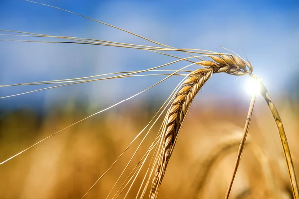 大麦，单头 — 图库照片
