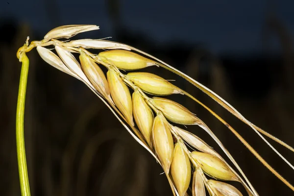 大麦、シングル ヘッド — ストック写真