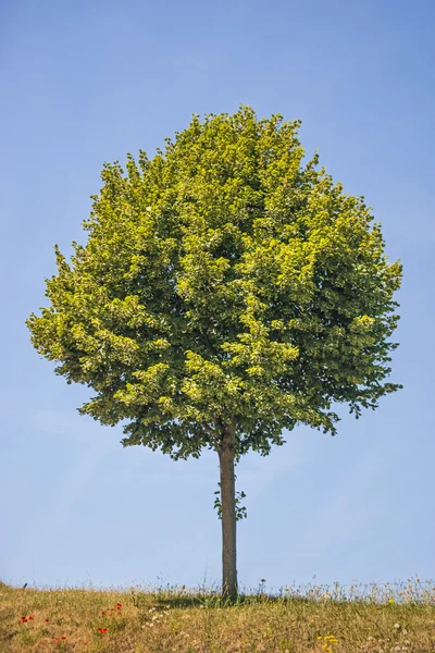 Δέντρο ασβέστη blossom — Φωτογραφία Αρχείου