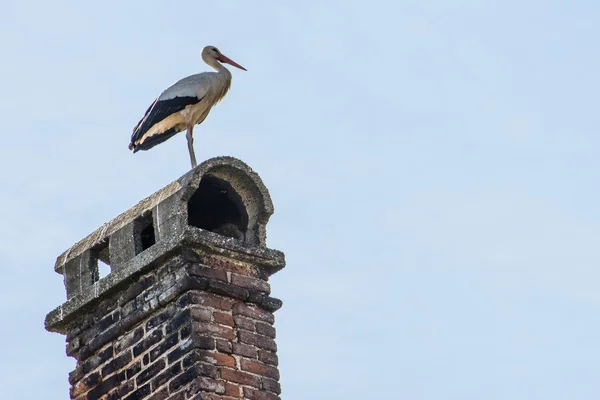 煙突のコウノトリ — ストック写真