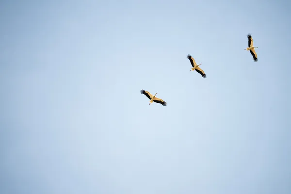 Storks during flight — Stock Photo, Image