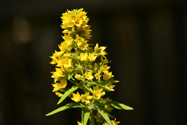 Garten lockert sich auf — Stockfoto