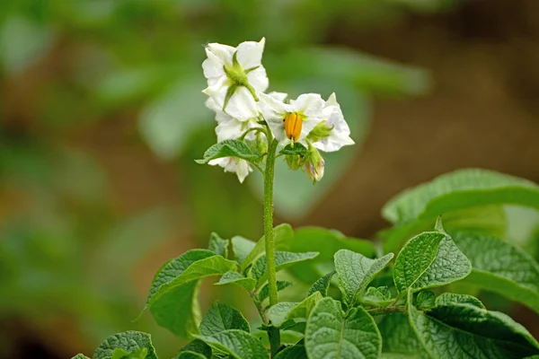 Aardappel bloem — Stockfoto