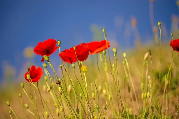 สีแดง POPPY — ภาพถ่ายสต็อก