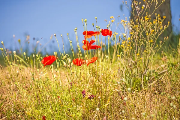 Rode papaver — Stockfoto