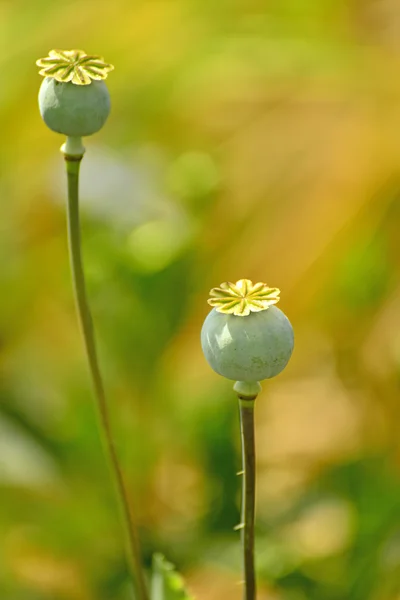 Amapola de opio —  Fotos de Stock