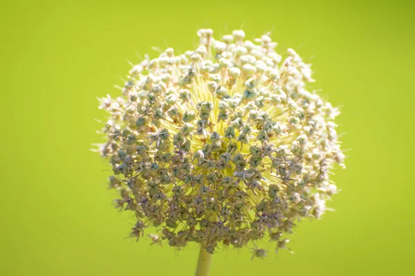 Allium flower — Stockfoto