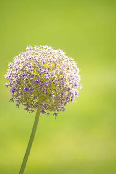 Allium αγριολούλουδο — Φωτογραφία Αρχείου