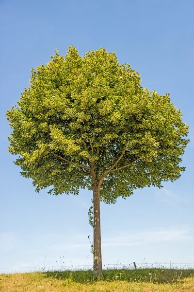 Lindeboom bloesem — Stockfoto