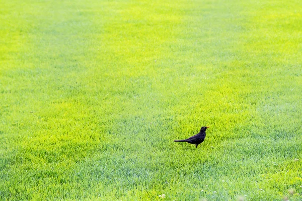 Blackbird mögött egy kerítés egy futballpálya — Stock Fotó