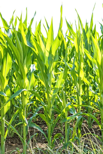 Plantas de maíz — Foto de Stock