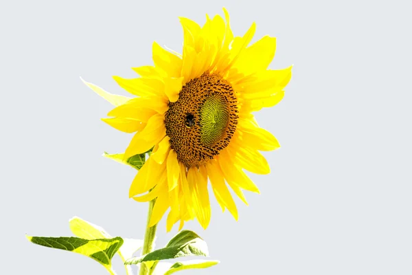 Sunflower — Stock Photo, Image