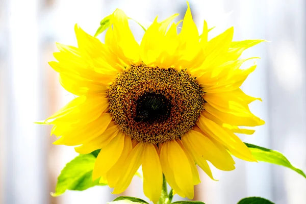 Sunflower — Stock Photo, Image