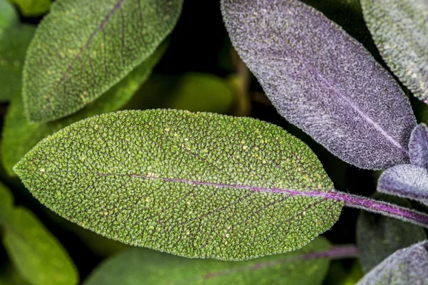 Salie, salvia officinalis — Stockfoto