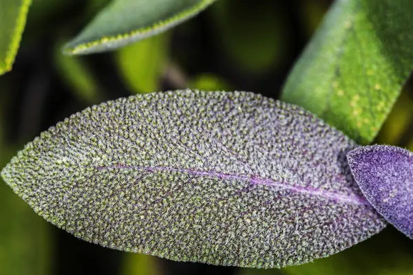 Sage, Salvia officinalis — Stock Photo, Image