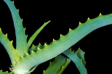 Aloe arborescens, krantz aloe