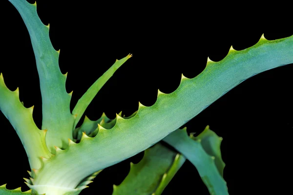 Aloe arborescens, aloe krantz —  Fotos de Stock