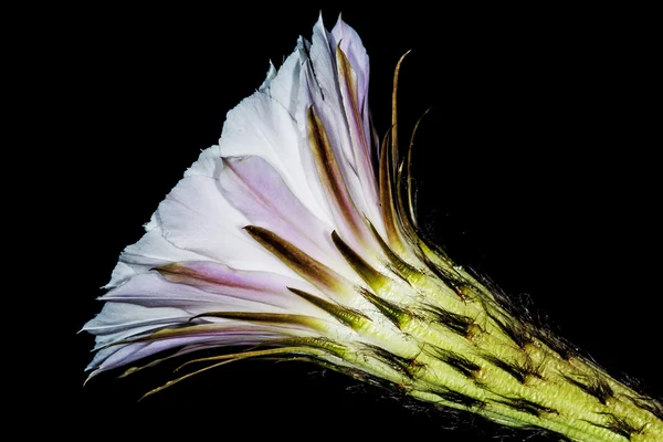 Echinopsis eyriesii met bloem — Stockfoto