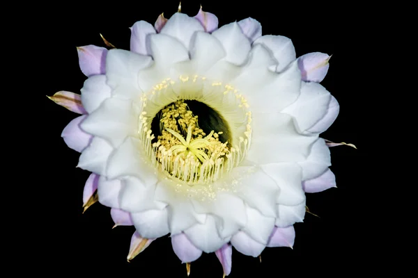 Echinopsis eyriesii με λουλούδι — Φωτογραφία Αρχείου