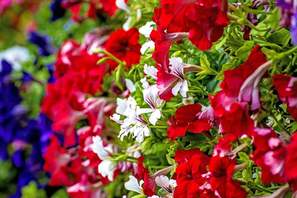 Flores em uma varanda — Fotografia de Stock
