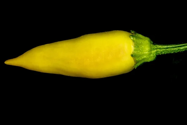 Pimentão em uma fábrica — Fotografia de Stock