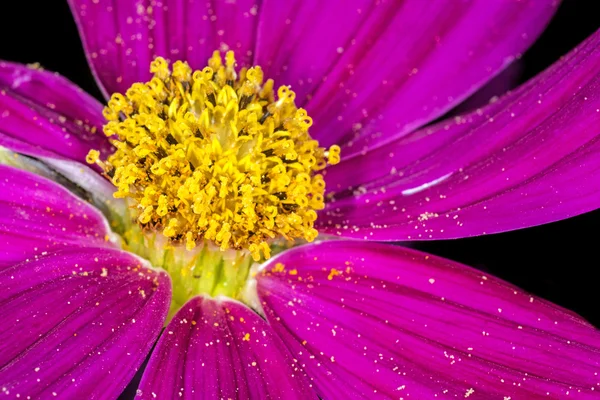 Kosmetikblume — Stockfoto