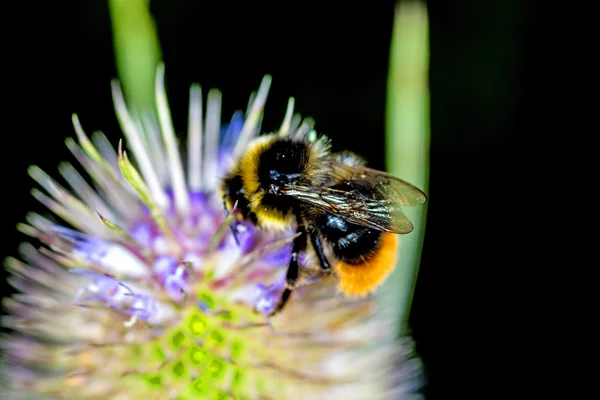 Buff-tailed humla på kardväddar — Stockfoto