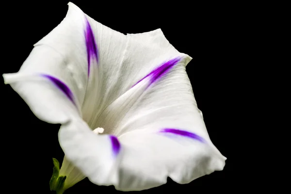 Morning glory, drug of the azteces — Stock Photo, Image