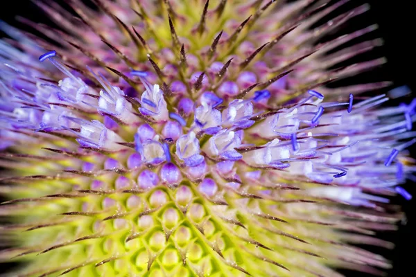 Blooming teasel — Stock Photo, Image