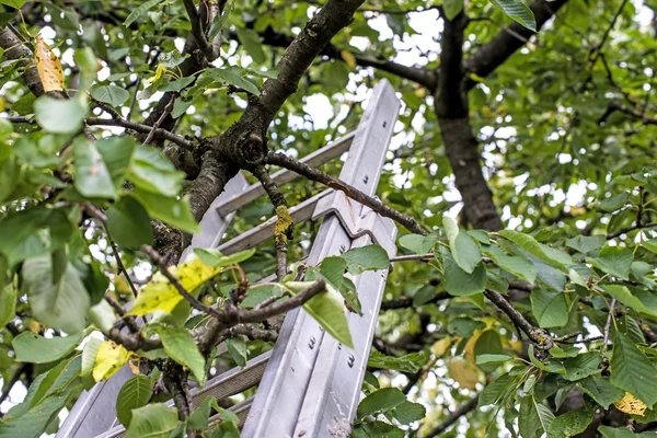 Merdiven, meyve ağacı — Stok fotoğraf