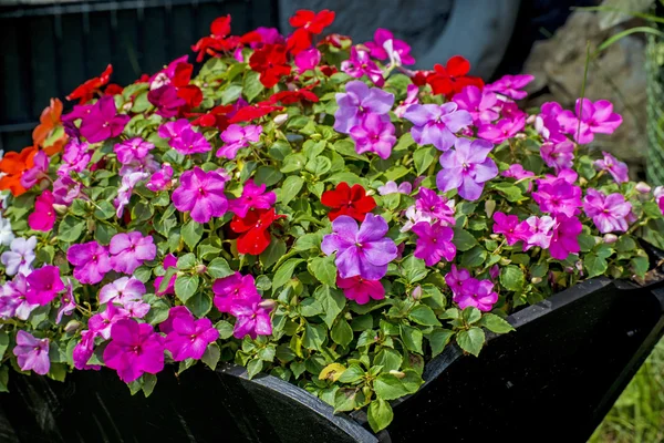 Fleurs dans un panier — Photo