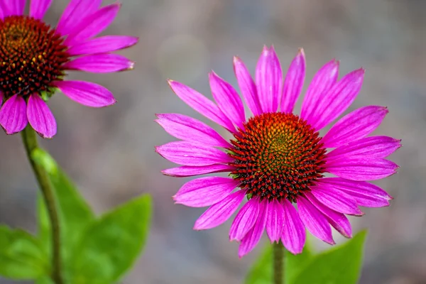 Cónica, echinacea purpurea —  Fotos de Stock