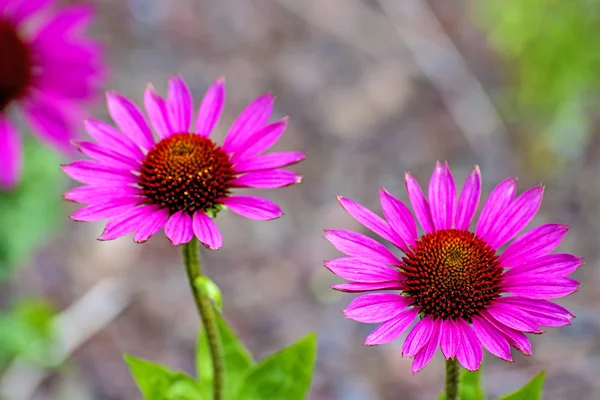 Coneflower, inacea purpurea — стоковое фото