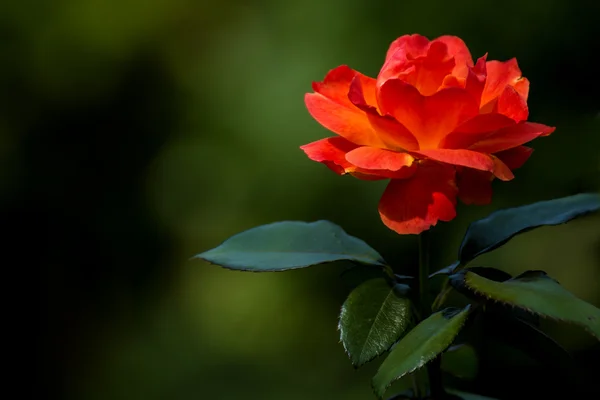 Rose avec fond vert flou — Photo