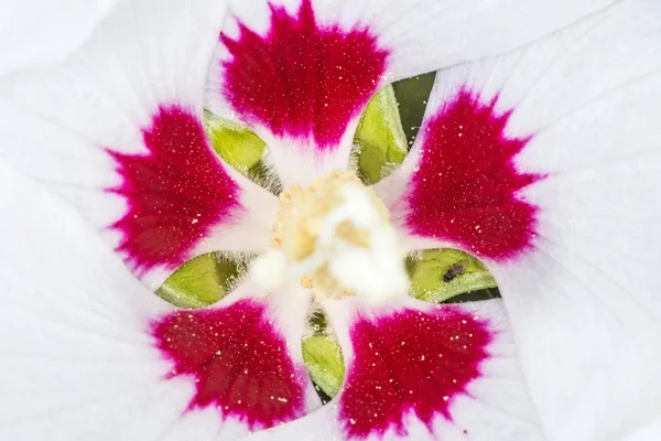 Chinese hibiscus, Hibiscus rosa-sinensis — Stockfoto