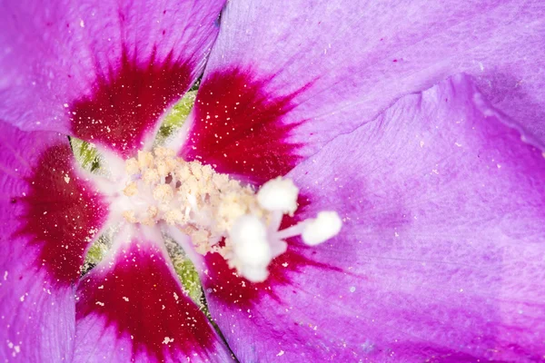 Hibisco chinês, Hibiscus rosa-sinensis — Fotografia de Stock