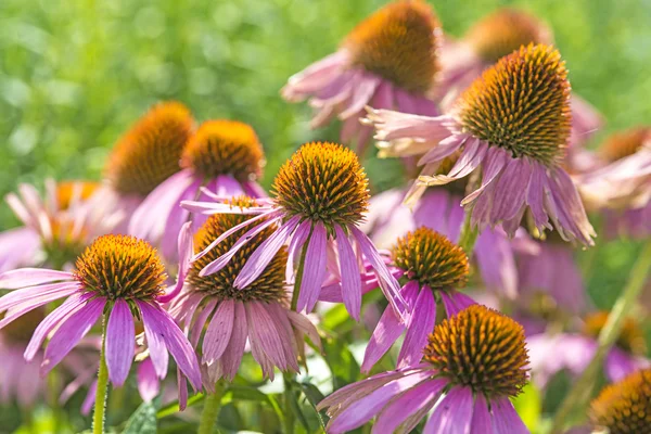 Jeżówki echinacea purpurea — Zdjęcie stockowe