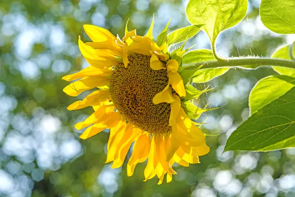 Sunflower — Stock Photo, Image