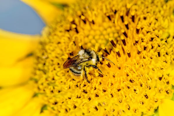 Girasol con abeja — Foto de Stock