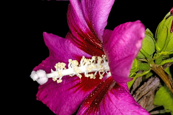 Κινέζικο ιβίσκο, hibiscus rosa-sinensis — Φωτογραφία Αρχείου