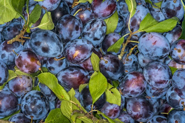 Plums — Stock Photo, Image