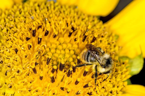 Girasol con abeja — Foto de Stock